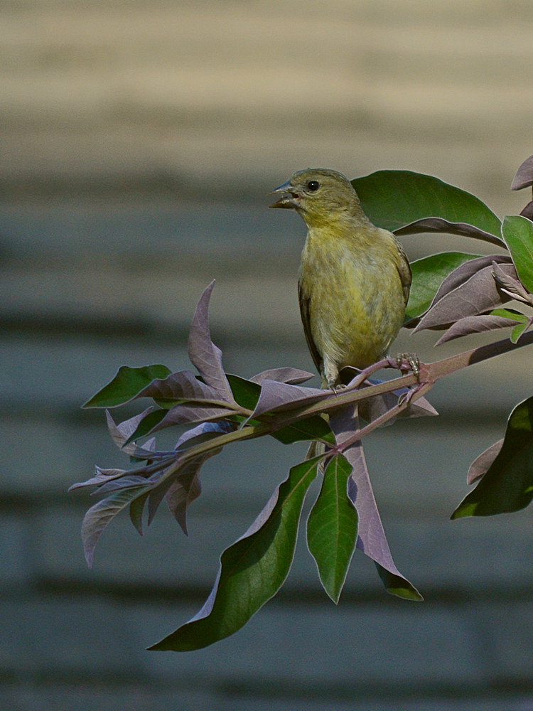 Finch.jpg