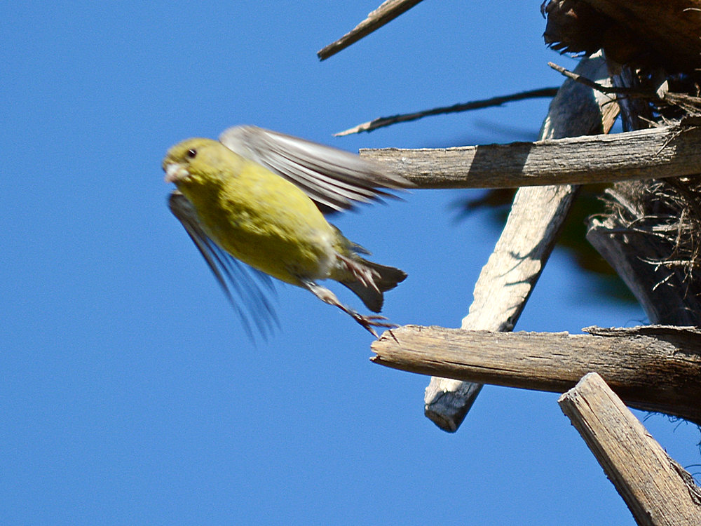 Finch.jpg