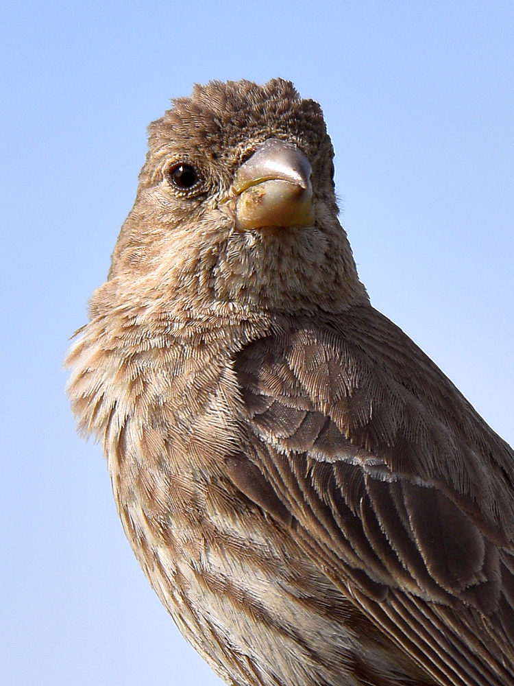 Finch10.jpg
