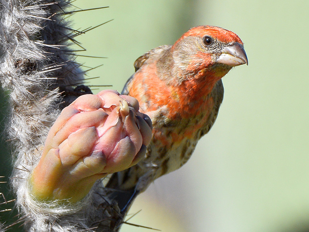 Finch10.jpg