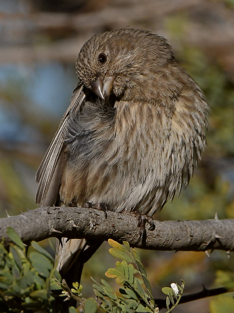 Finch10.jpg