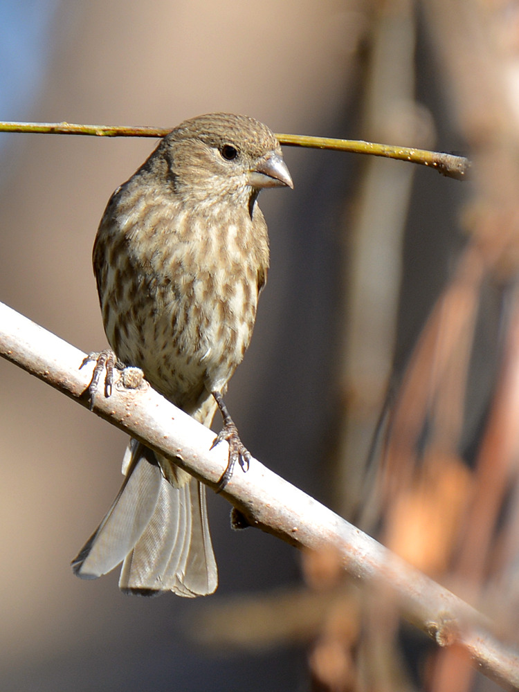 Finch11.jpg