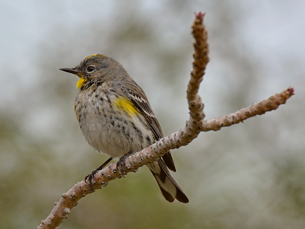 Finch11.jpg
