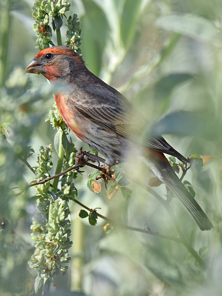 Finch11.jpg