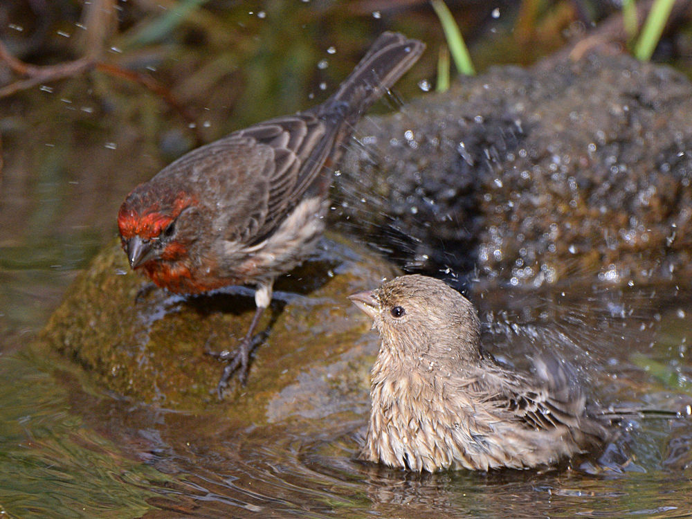 Finch11.jpg