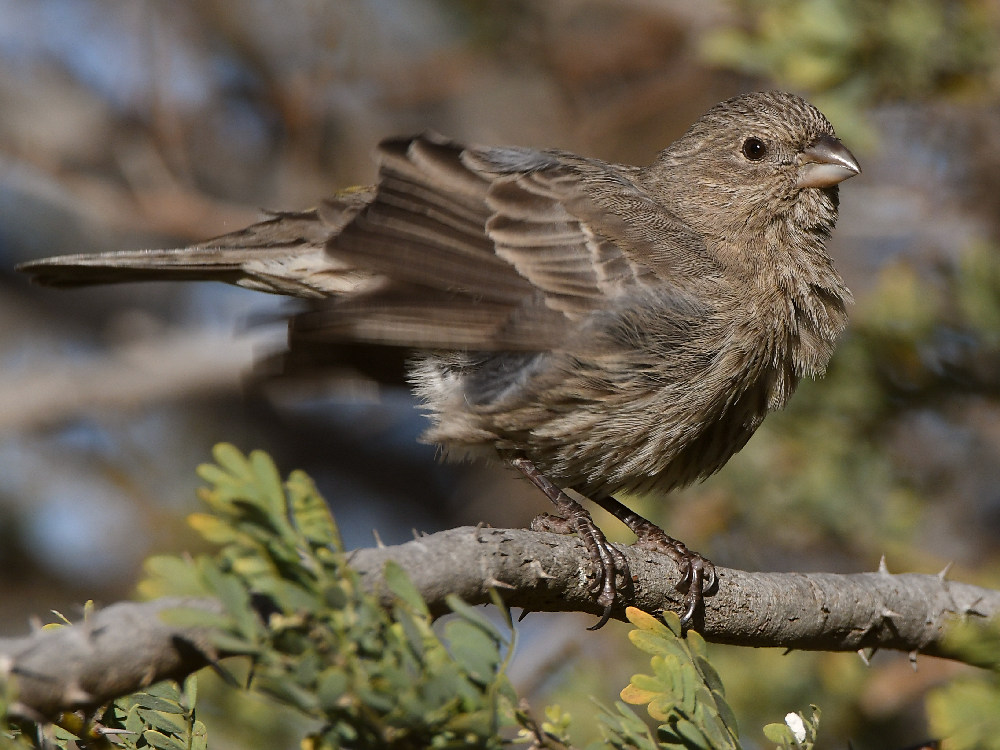 Finch11.jpg
