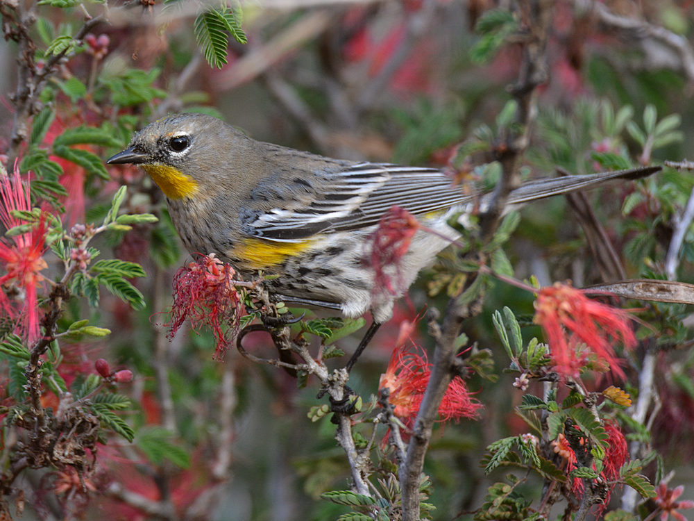 Finch12.jpg