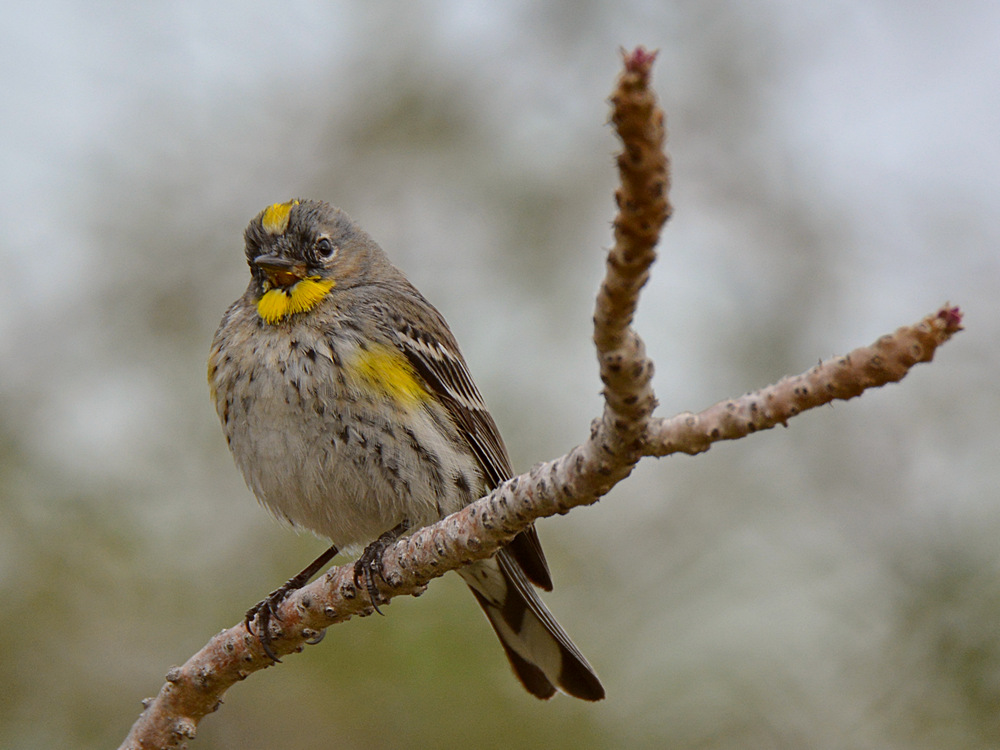 Finch12.jpg