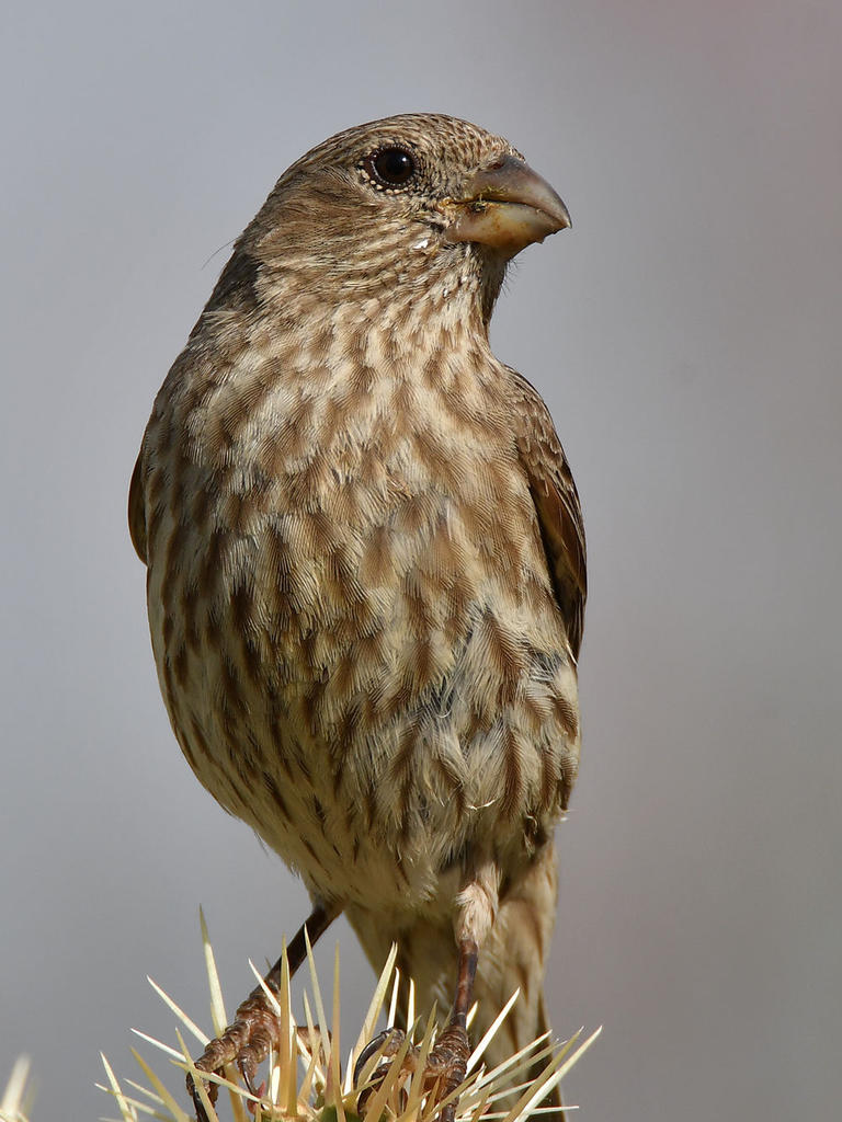 Finch12.jpg