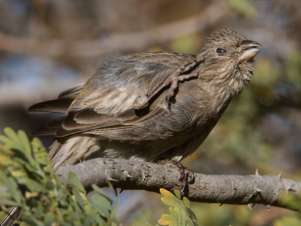 Finch12.jpg