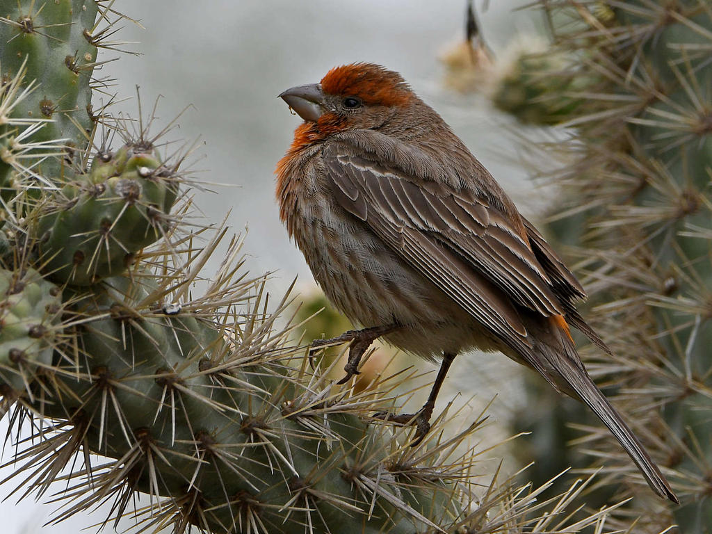 Finch12.jpg