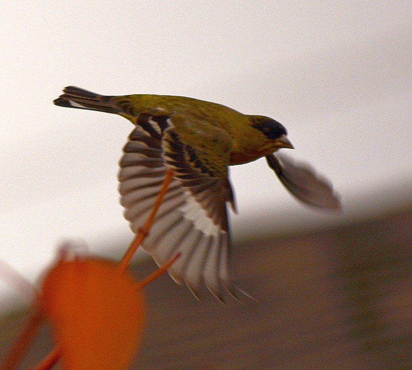 Finch12Jan2014_3.jpg