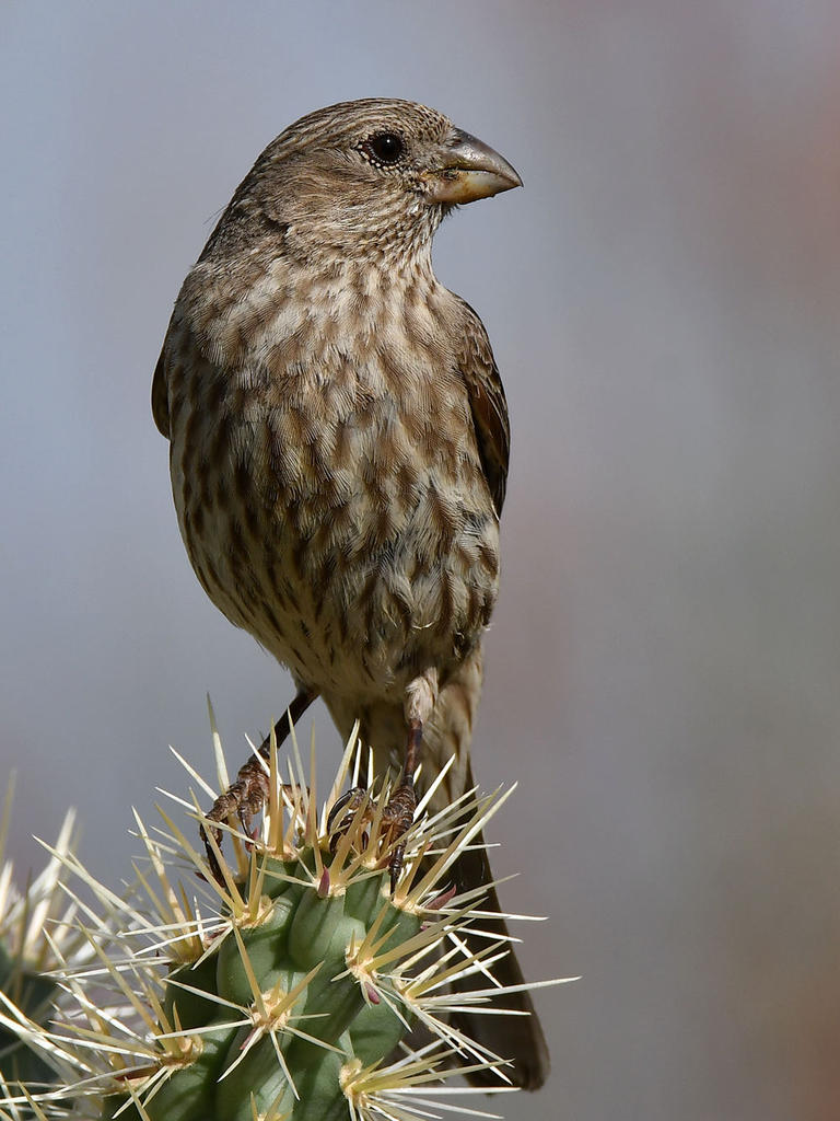 Finch13.jpg