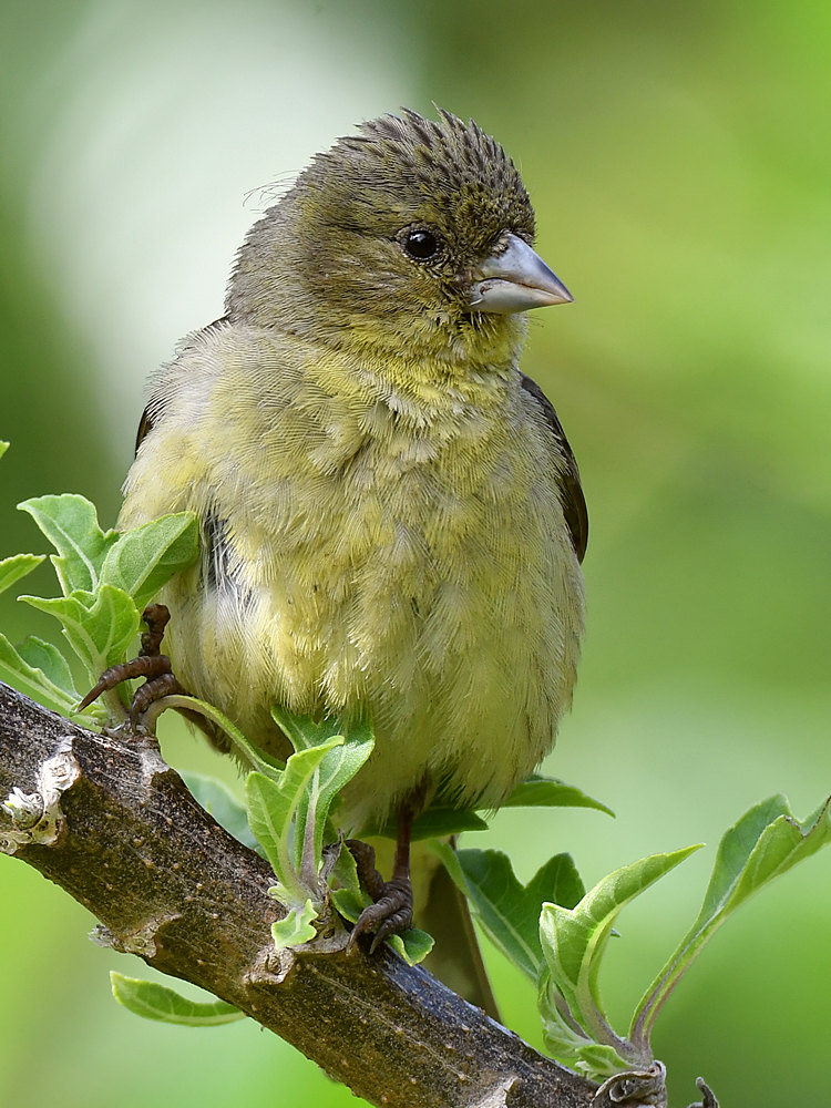 Finch13.jpg