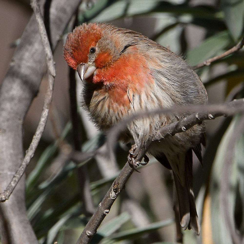 Finch13.jpg
