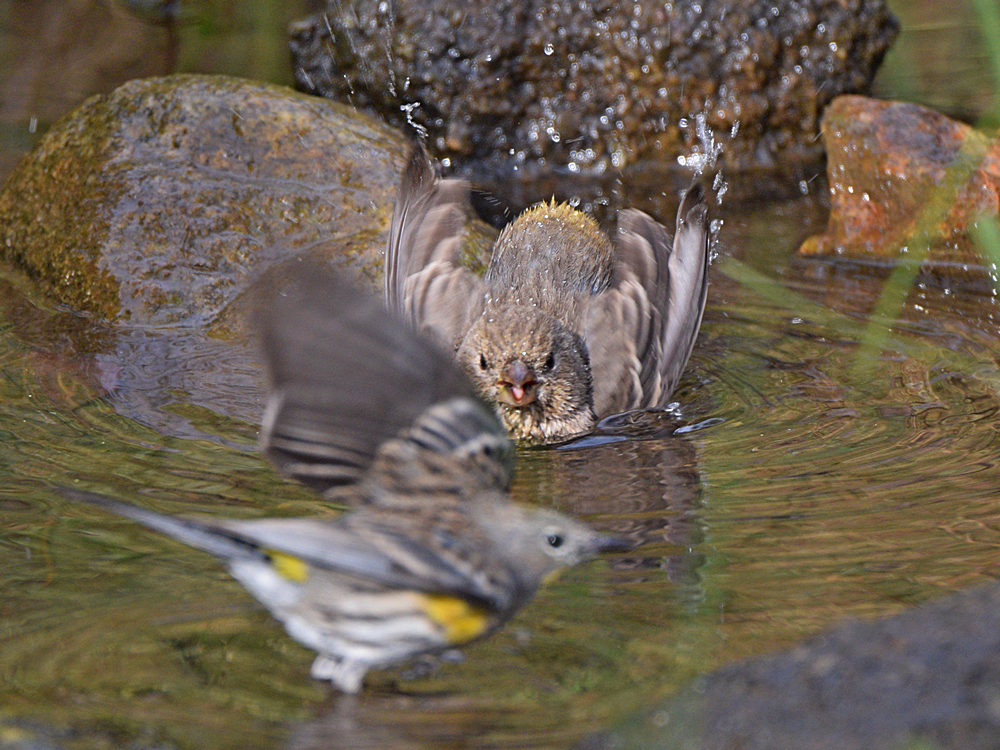 Finch14.jpg