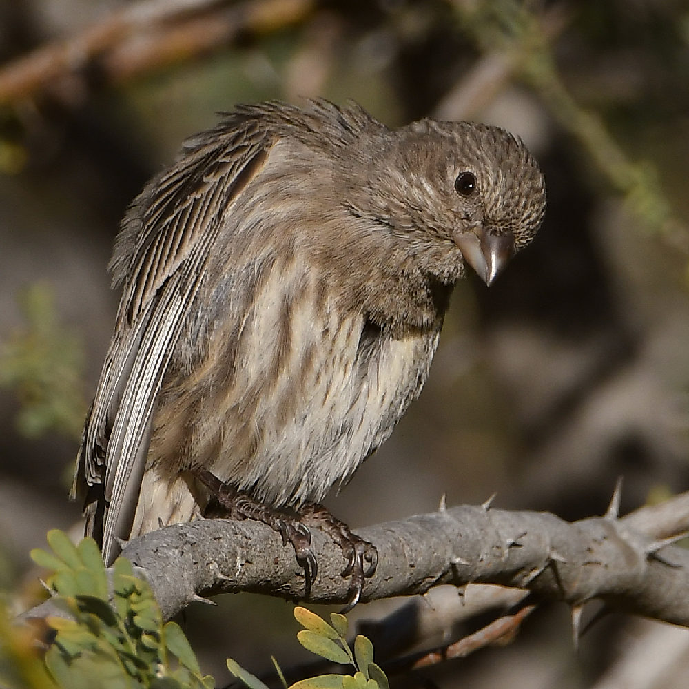 Finch14.jpg