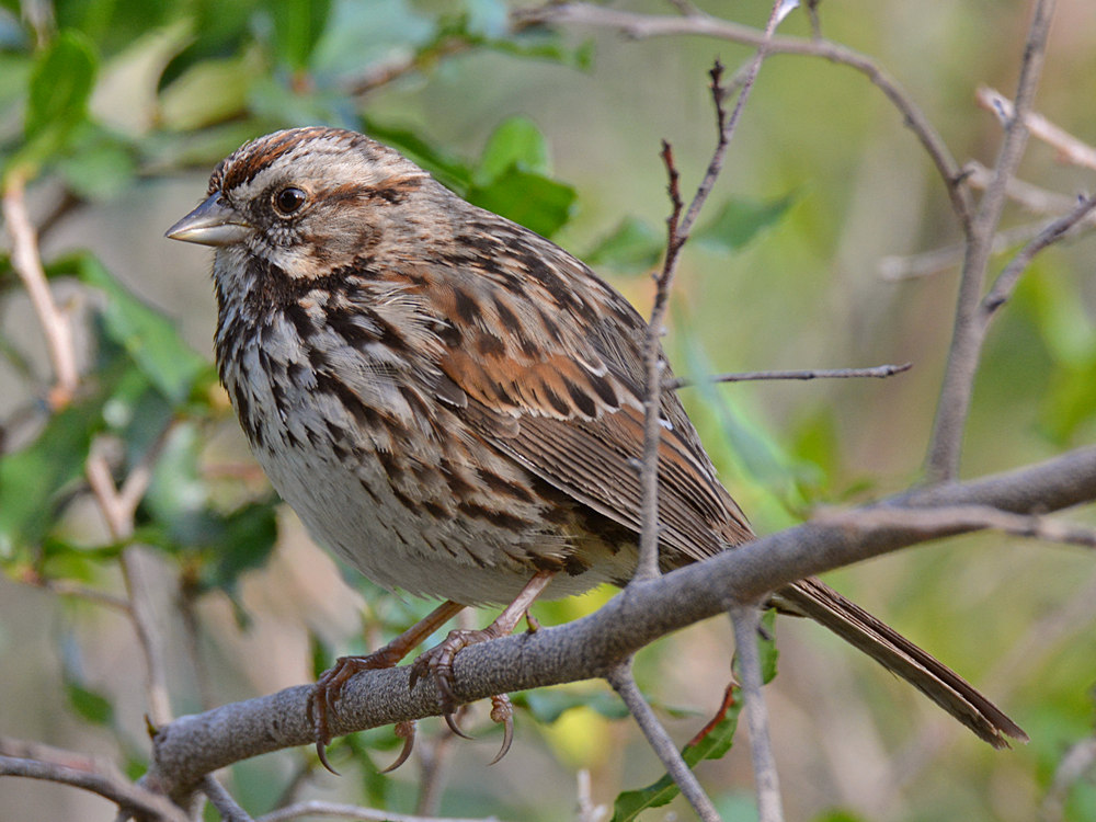 Finch16.jpg