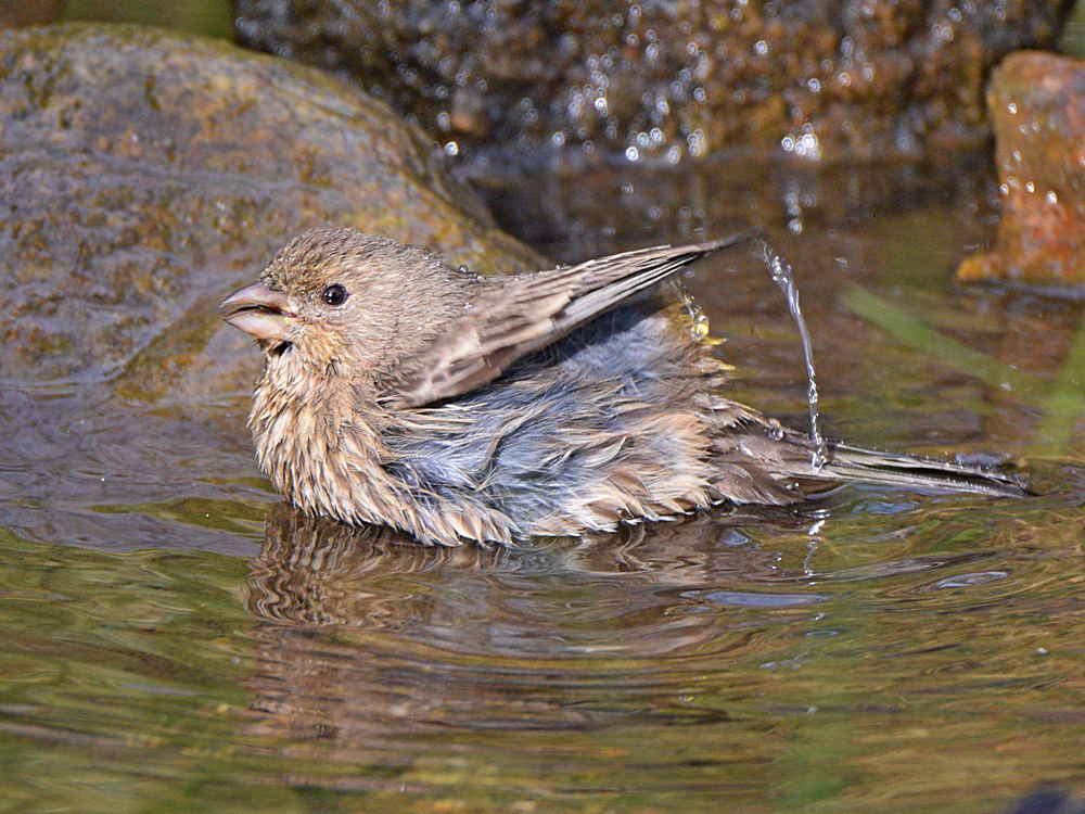 Finch16.jpg