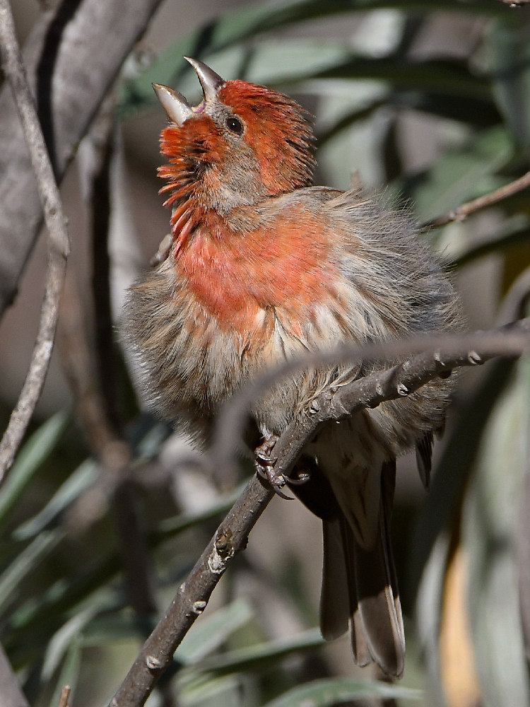 Finch16.jpg