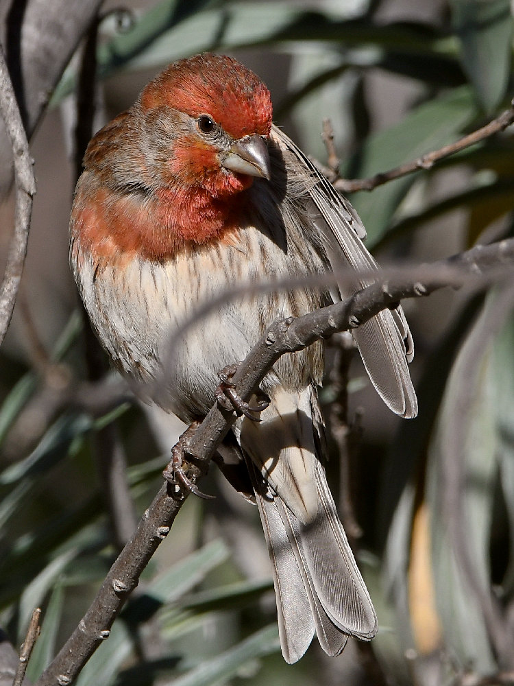 Finch18.jpg