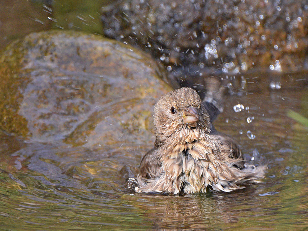 Finch19.jpg