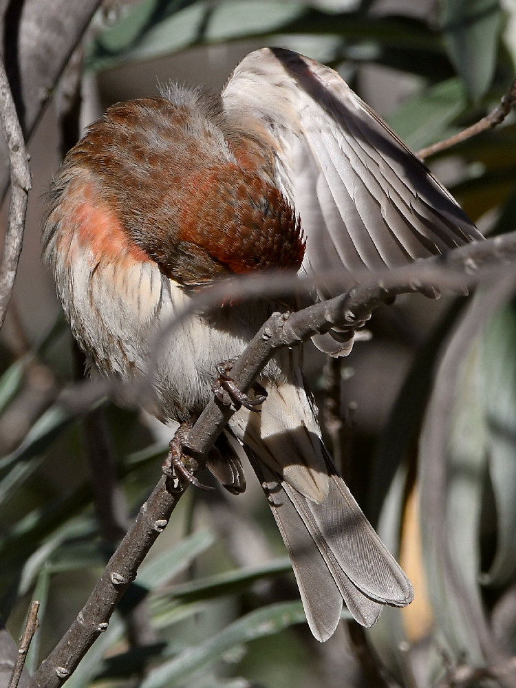 Finch19.jpg