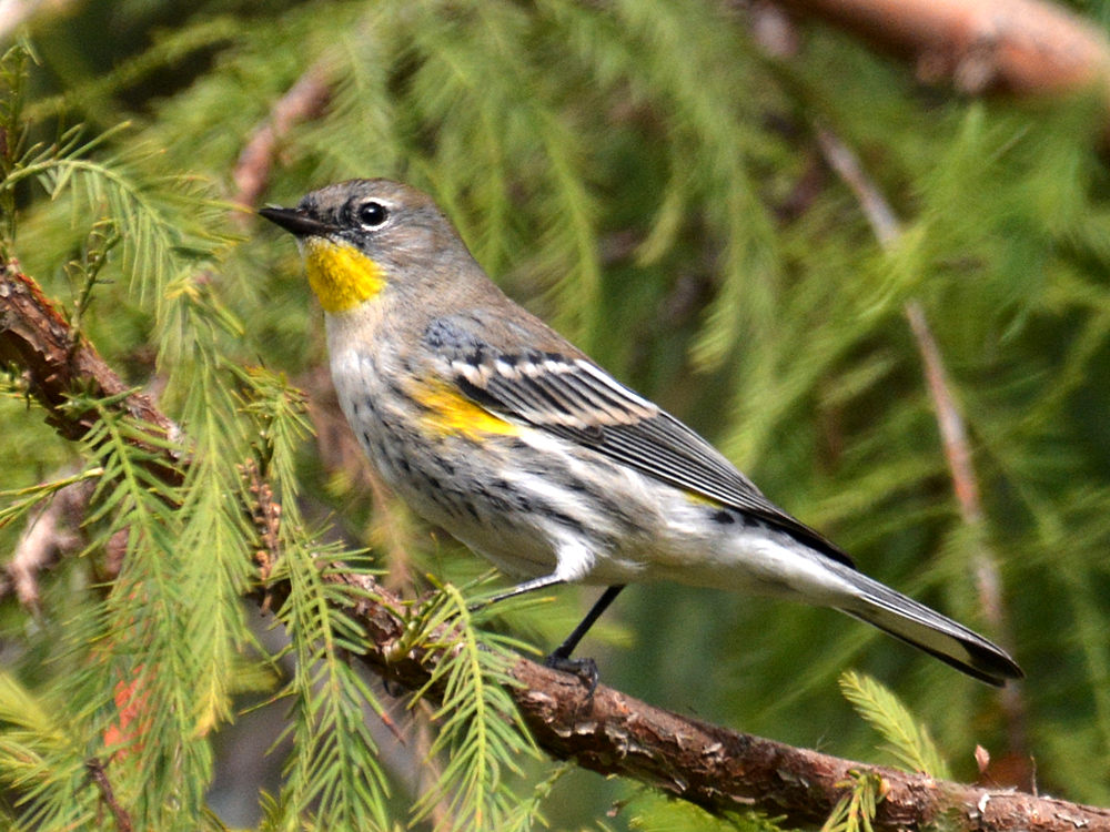 Finch2.jpg