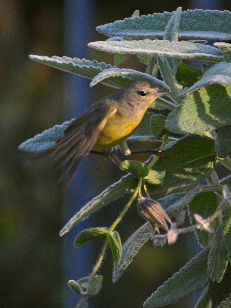 Finch2.jpg