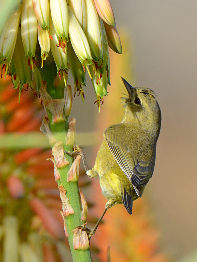 Finch2.jpg