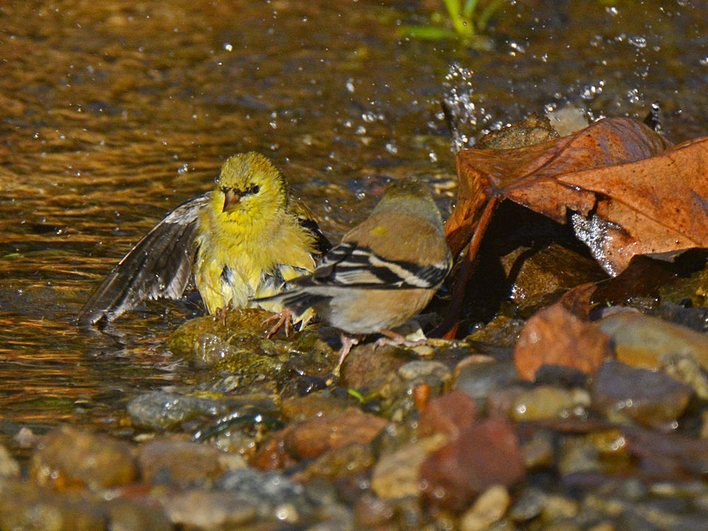Finch2.jpg