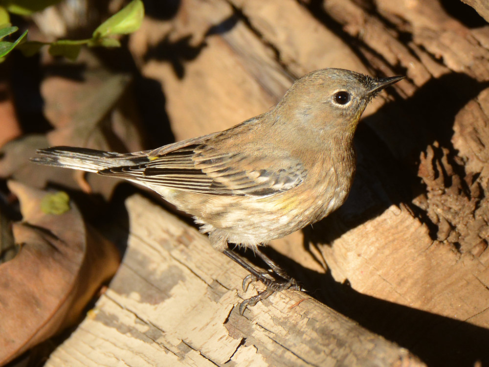Finch2.jpg