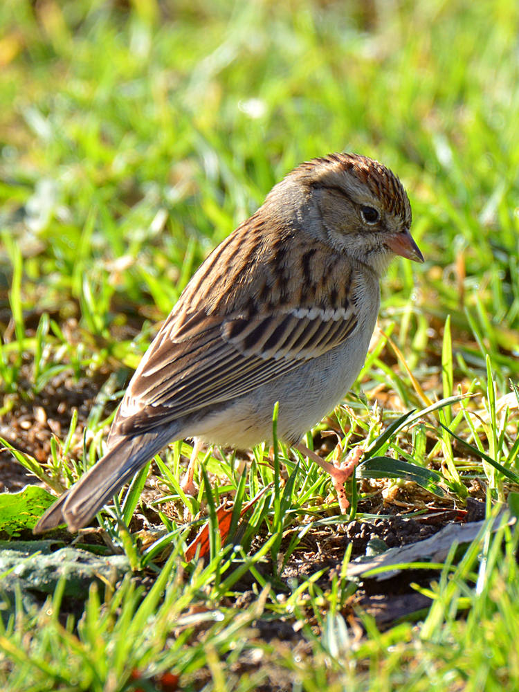 Finch2.jpg