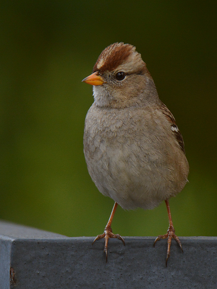 Finch2.jpg