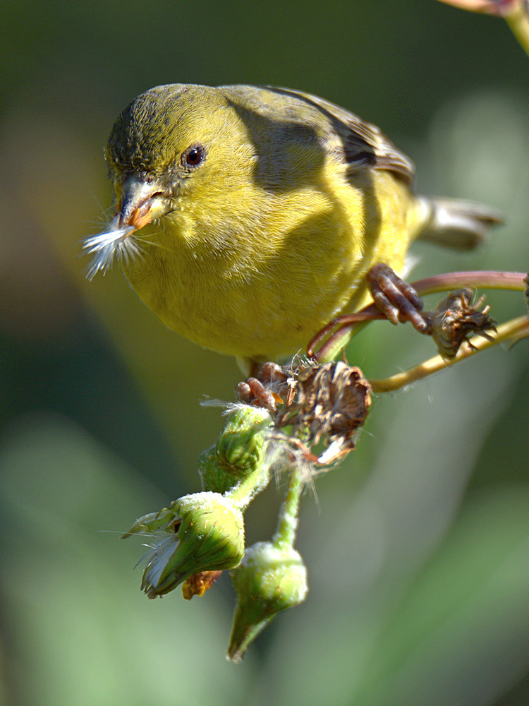 Finch2.jpg