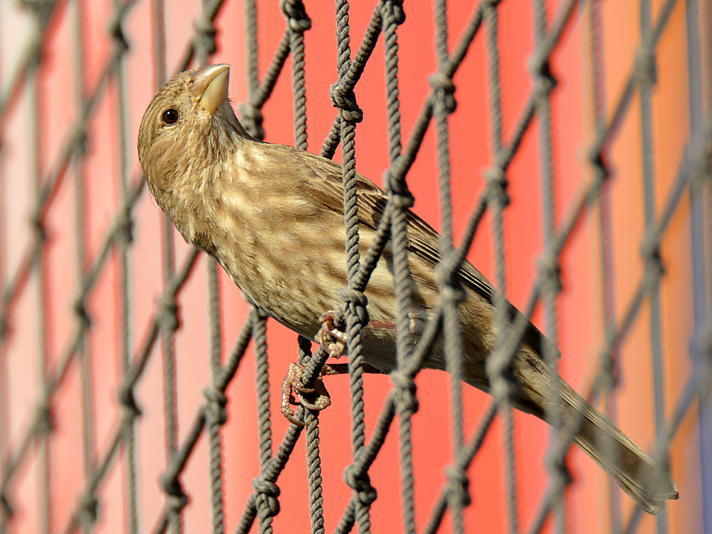 Finch2.jpg