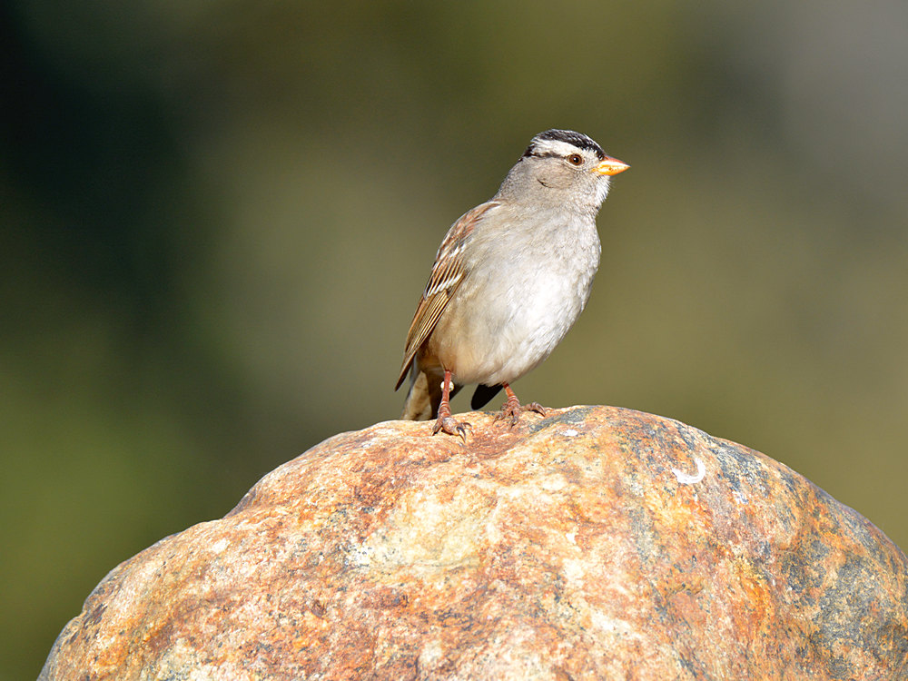 Finch2.jpg