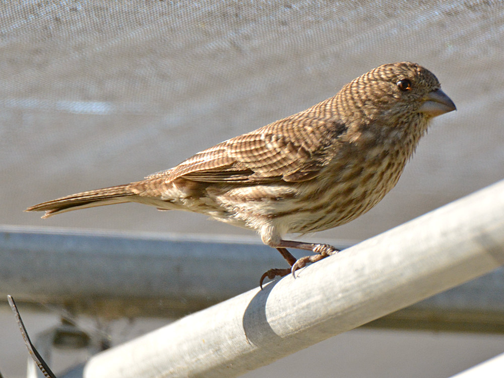 Finch2.jpg
