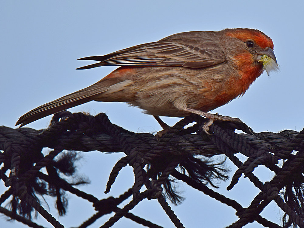 Finch2.jpg