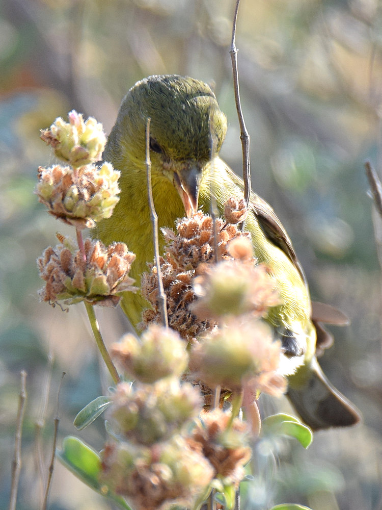 Finch2.jpg