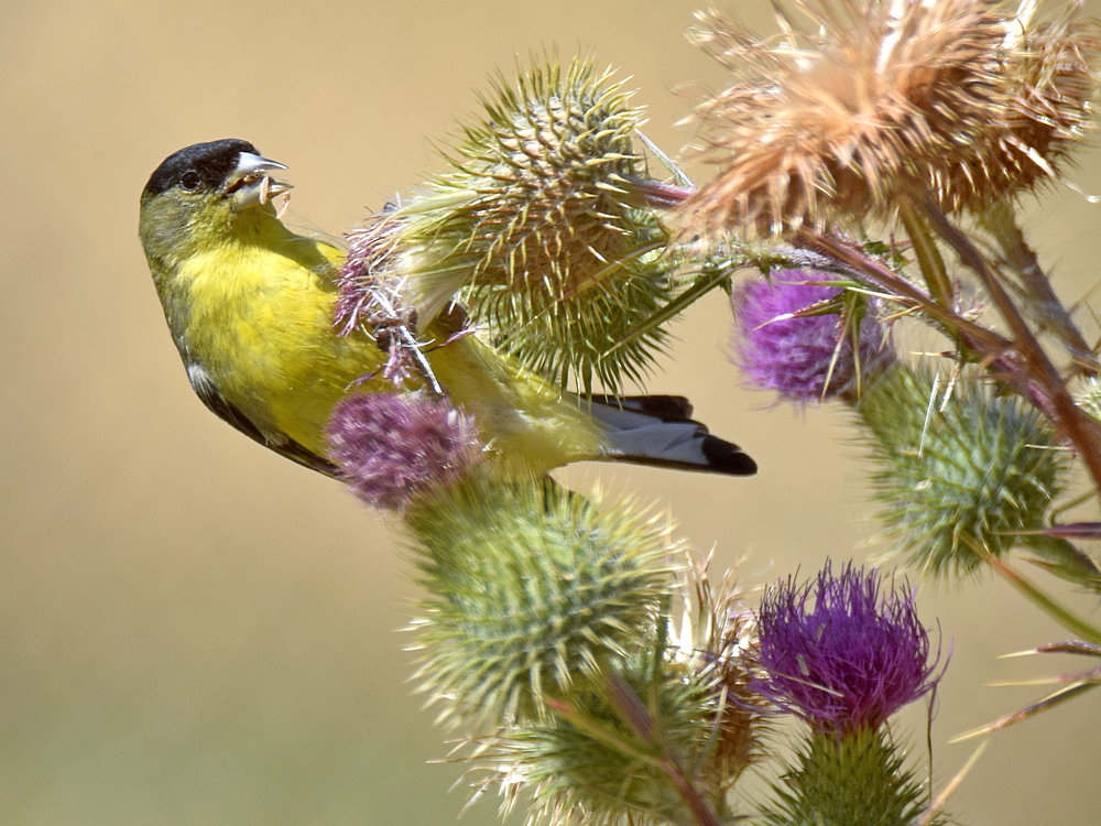 Finch2.jpg