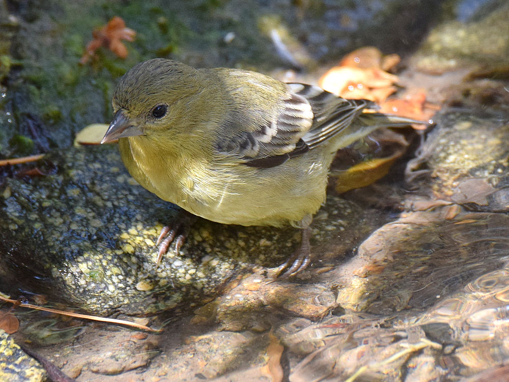 Finch2.jpg