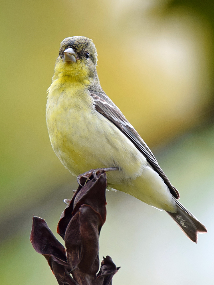 Finch2.jpg