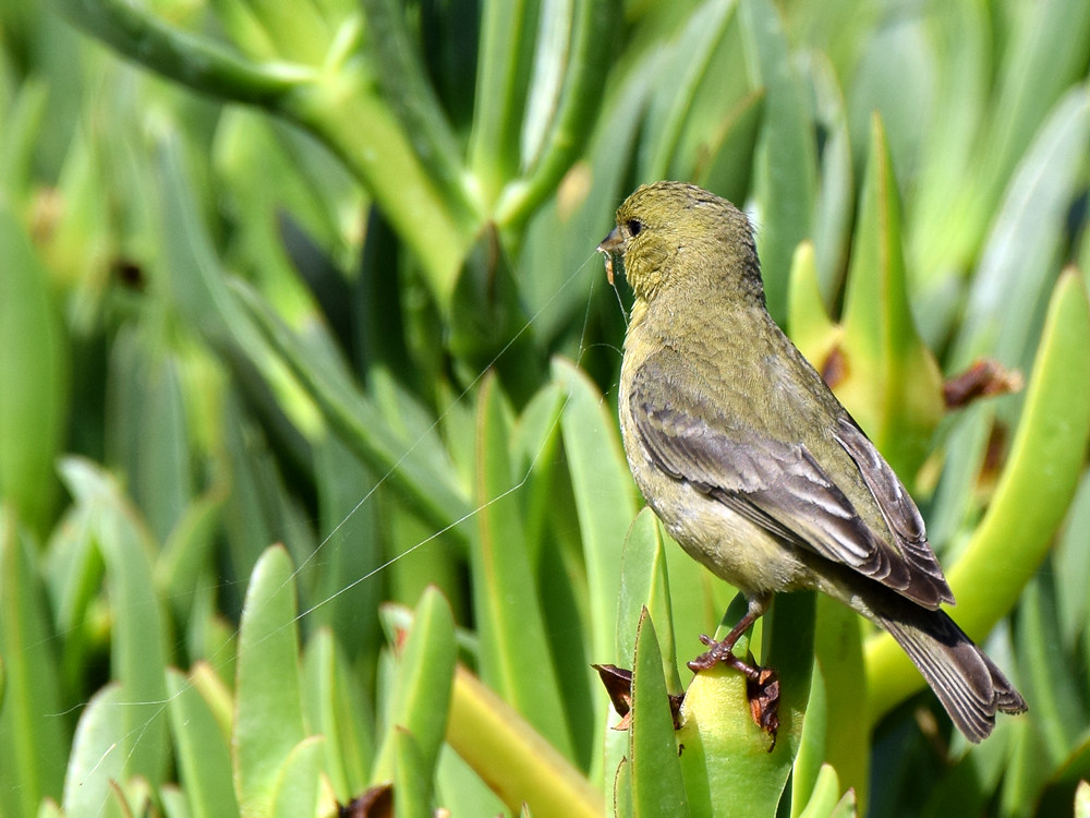Finch2.jpg