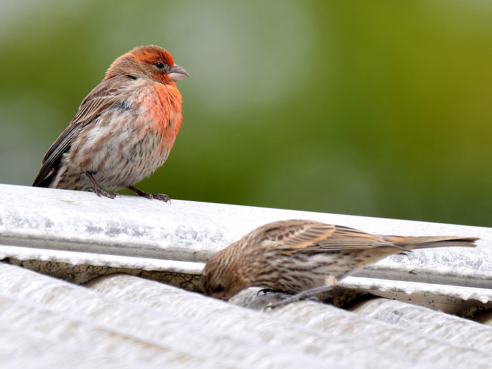Finch2.jpg