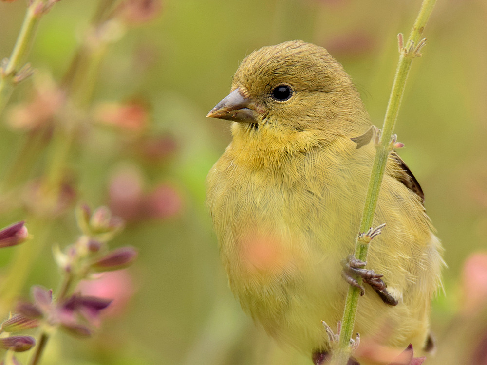 Finch2.jpg