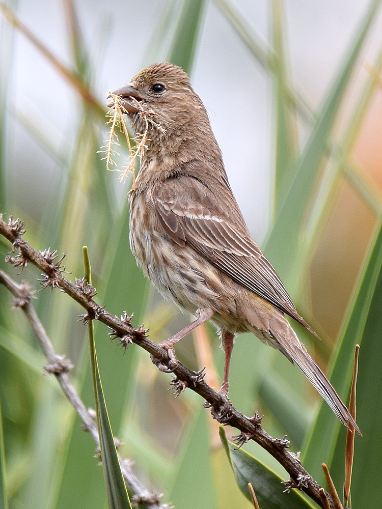 Finch2.jpg