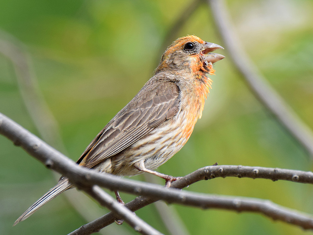 Finch2.jpg