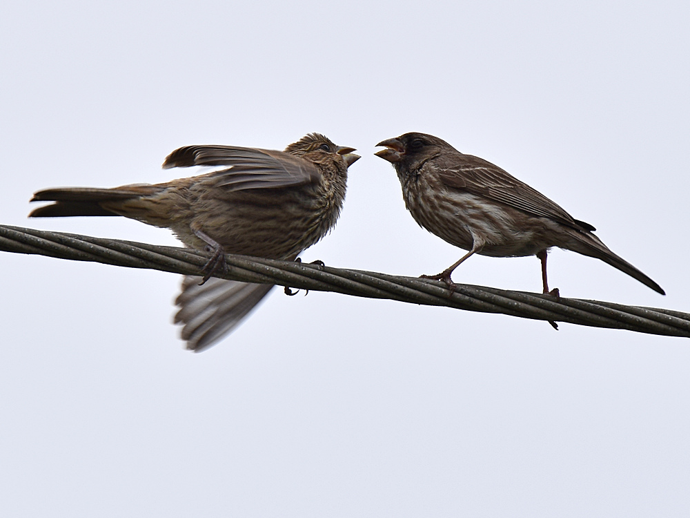 Finch2.jpg