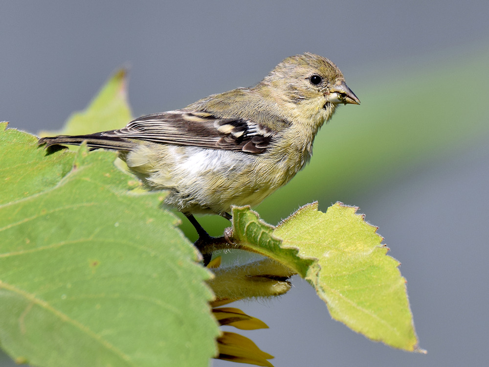 Finch2.jpg